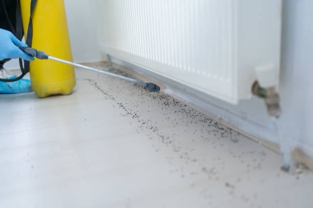 Best Local Pest Control Services  in Inman, KS